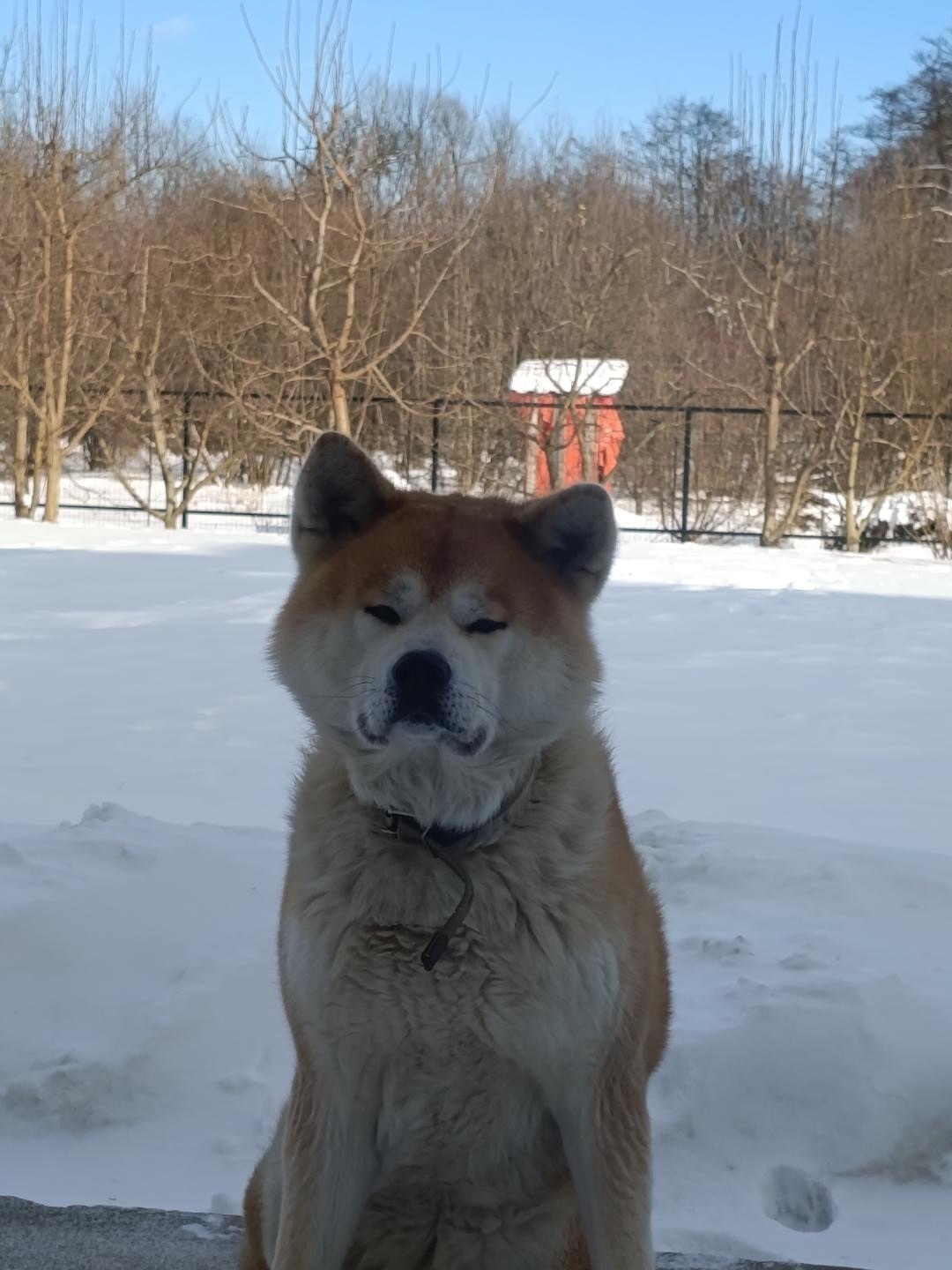 Зникла Акіта в Коломиї: Допоможіть знайти!