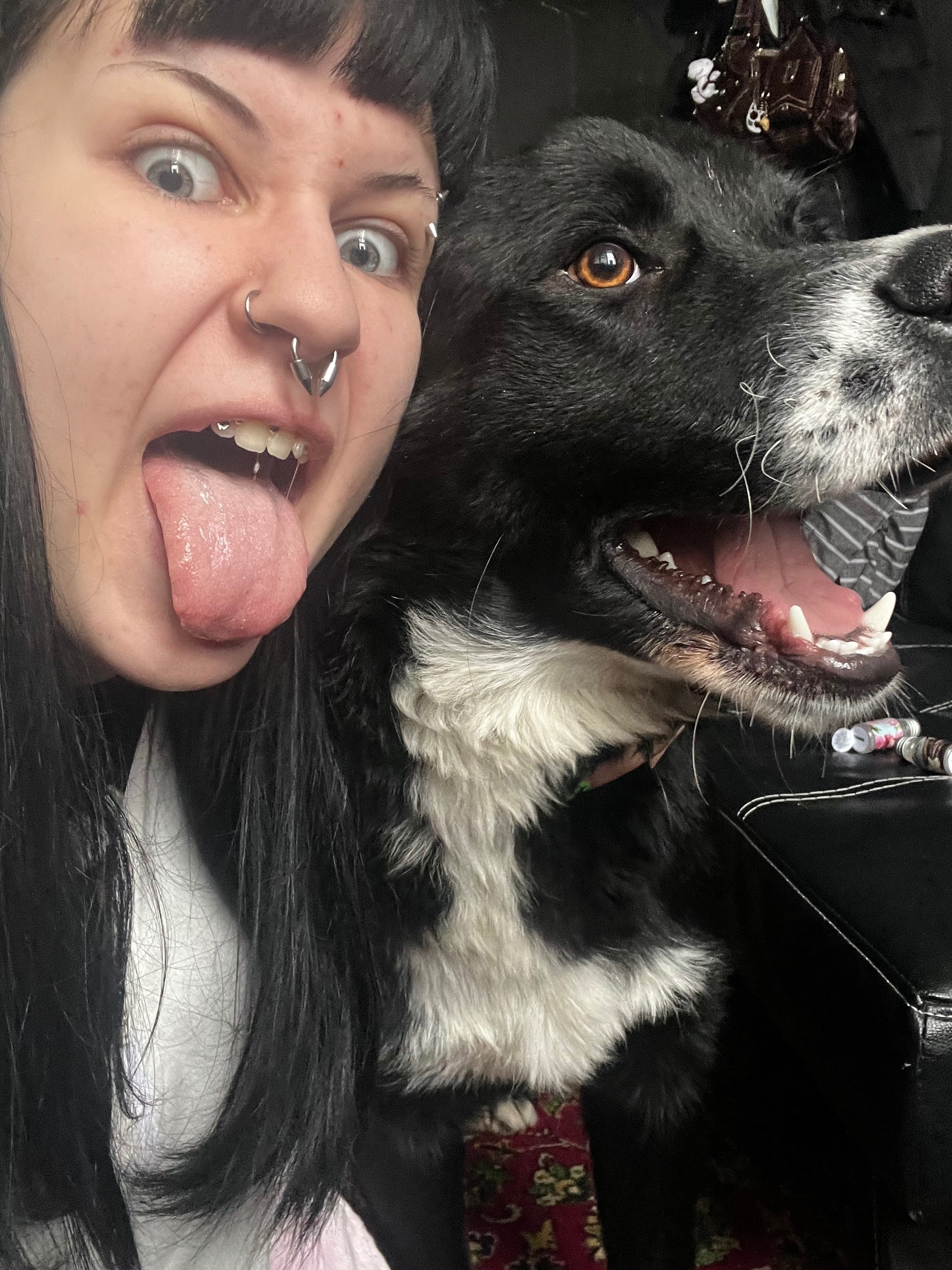 Знайдено чорно-білого собаку в Ужгороді