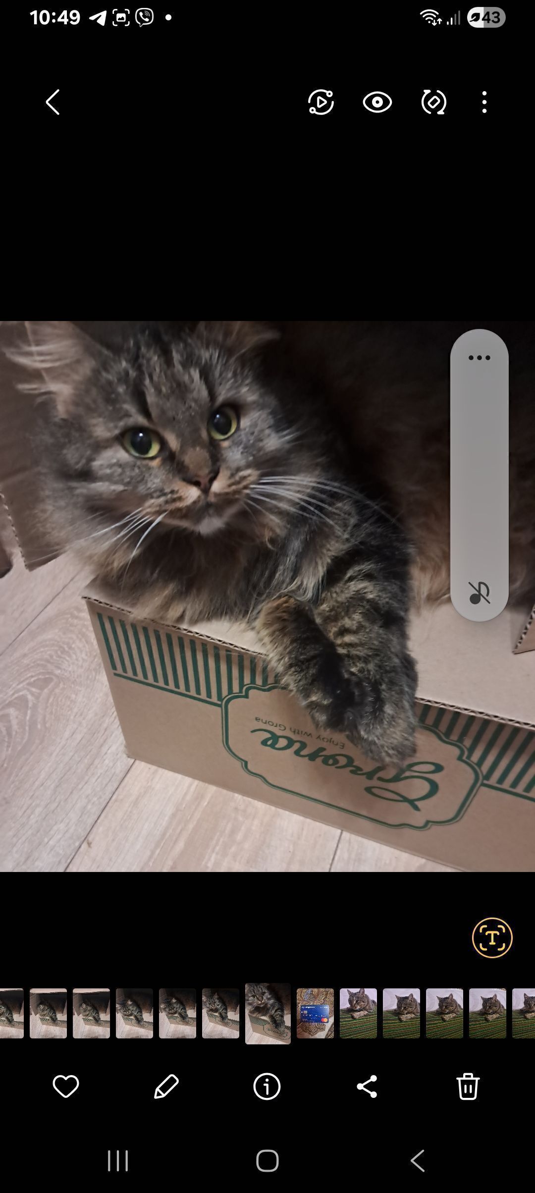 Зникла трьохмасна кішка з веєрним хвостом