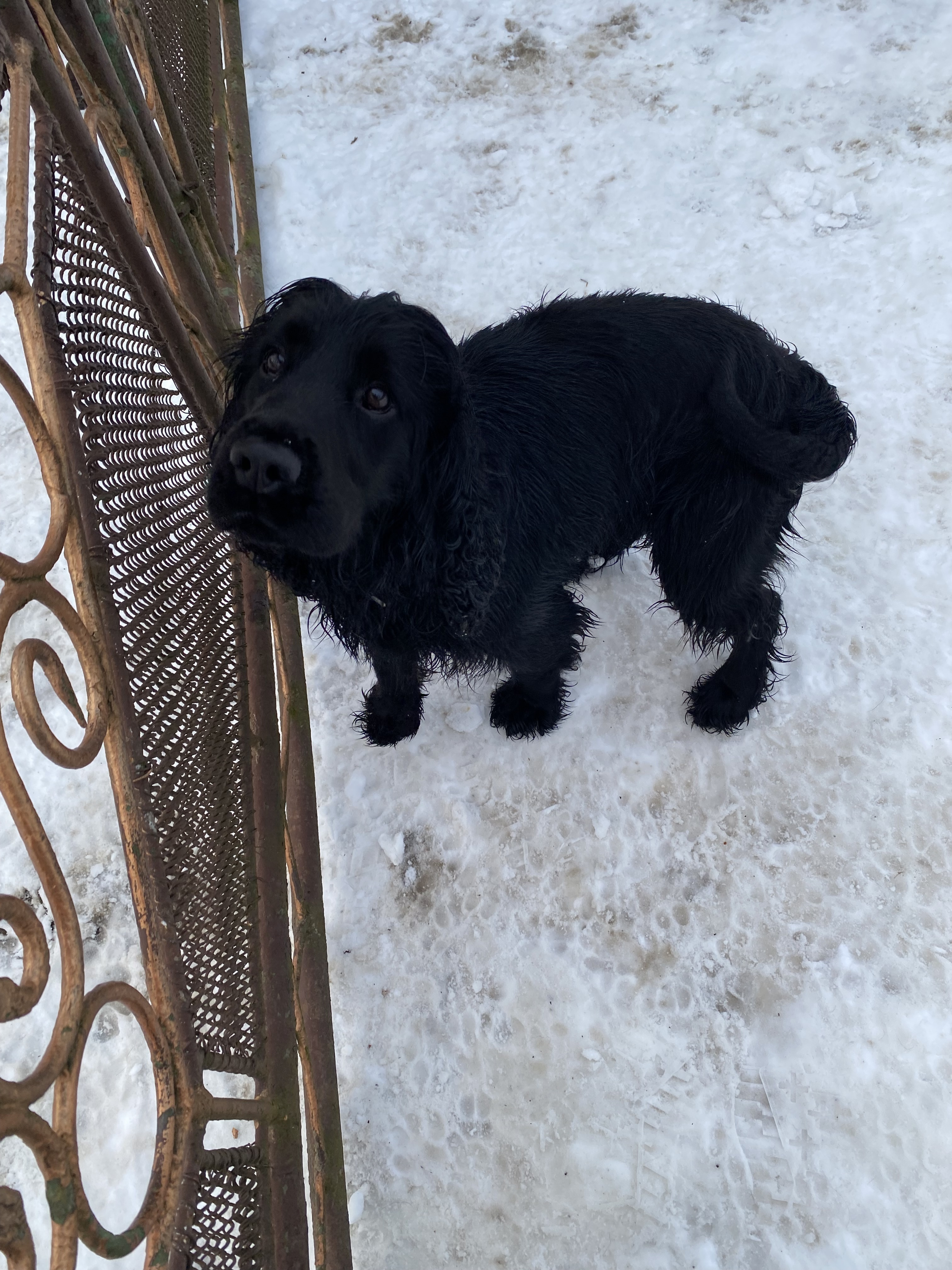 Знайдено чорного спаніеля на Р...