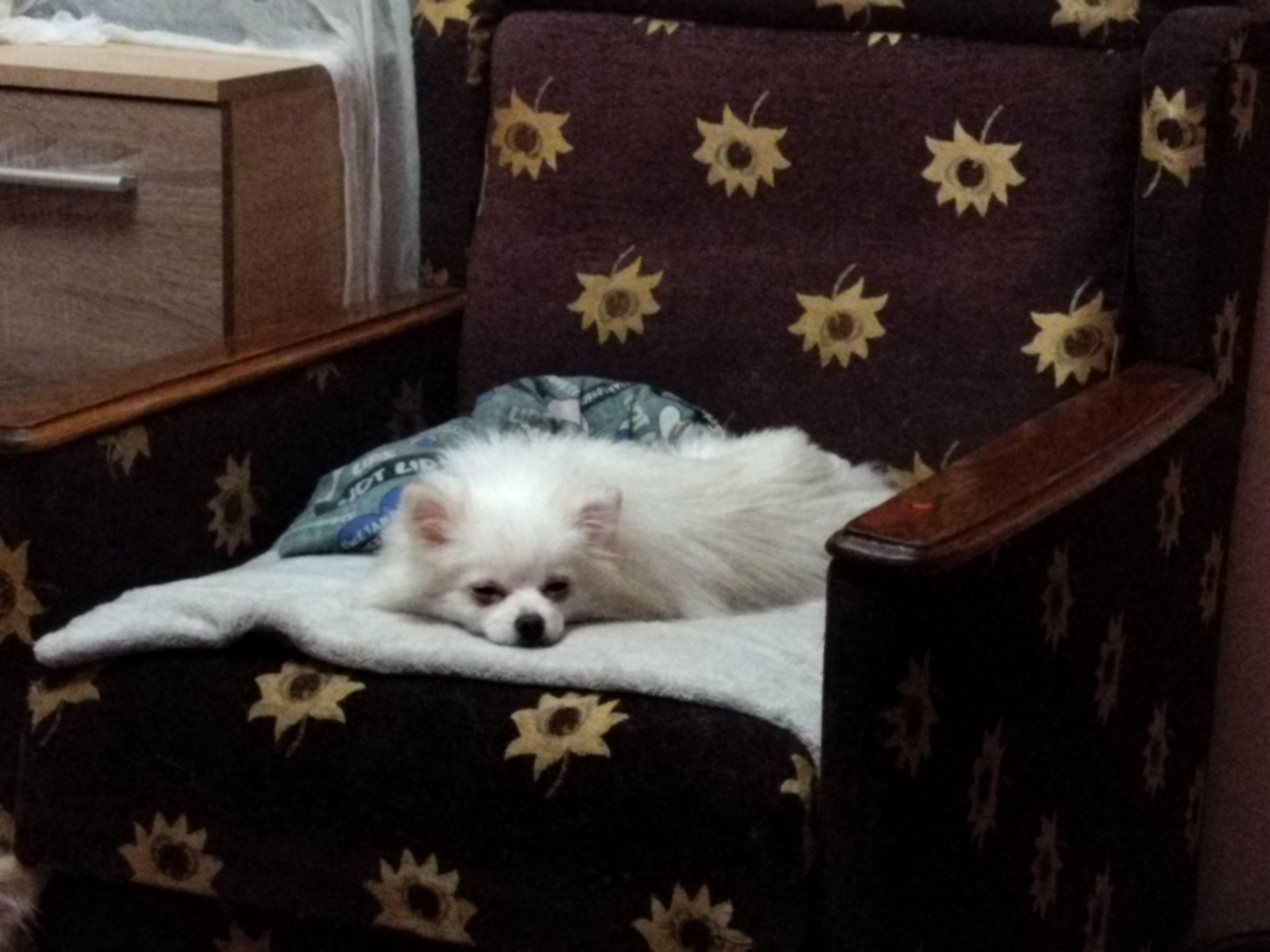 Зникла німецька шпиця Адель у Києві