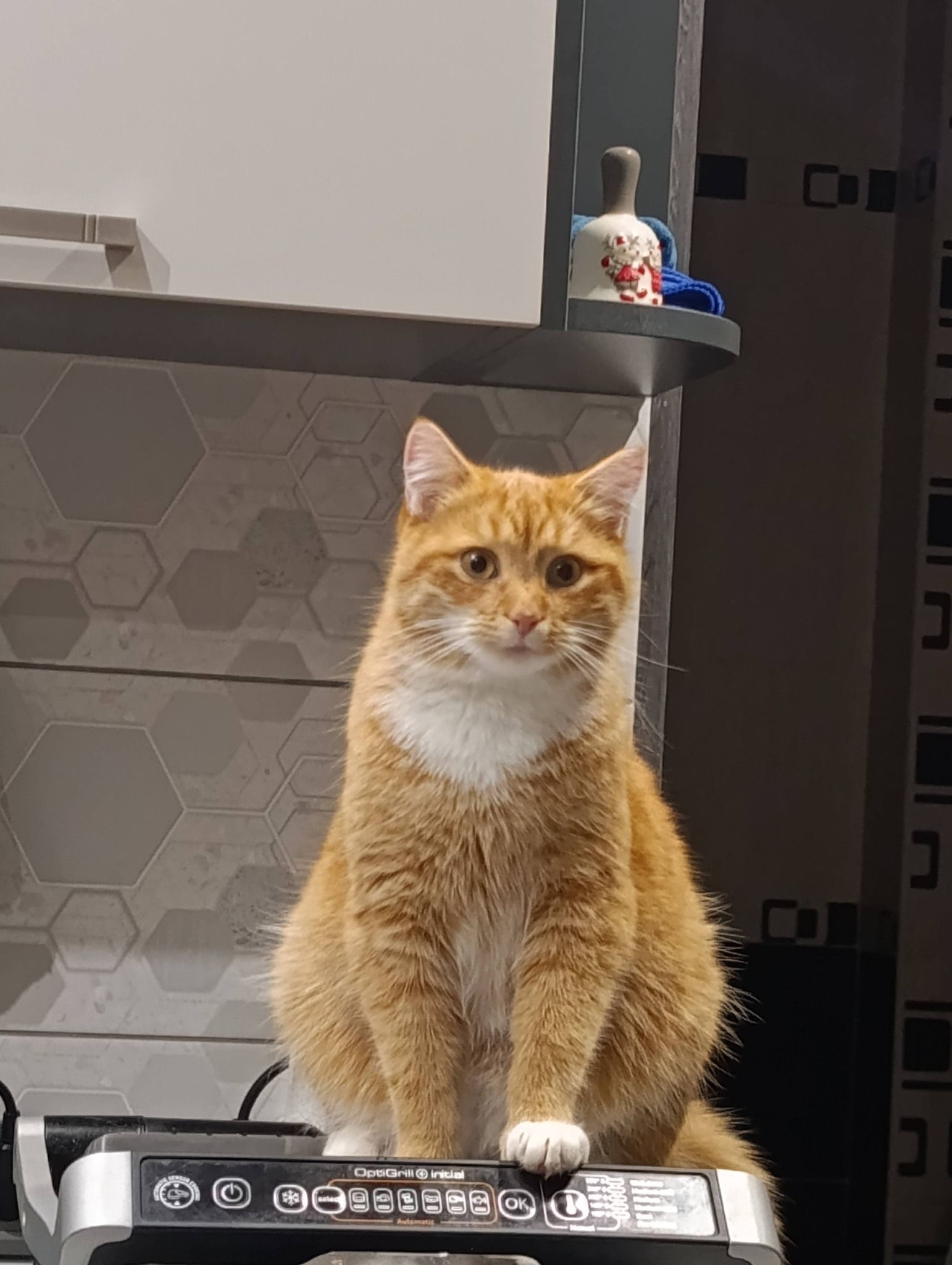 Зник рудий кіт Локі: допоможіть знайти!