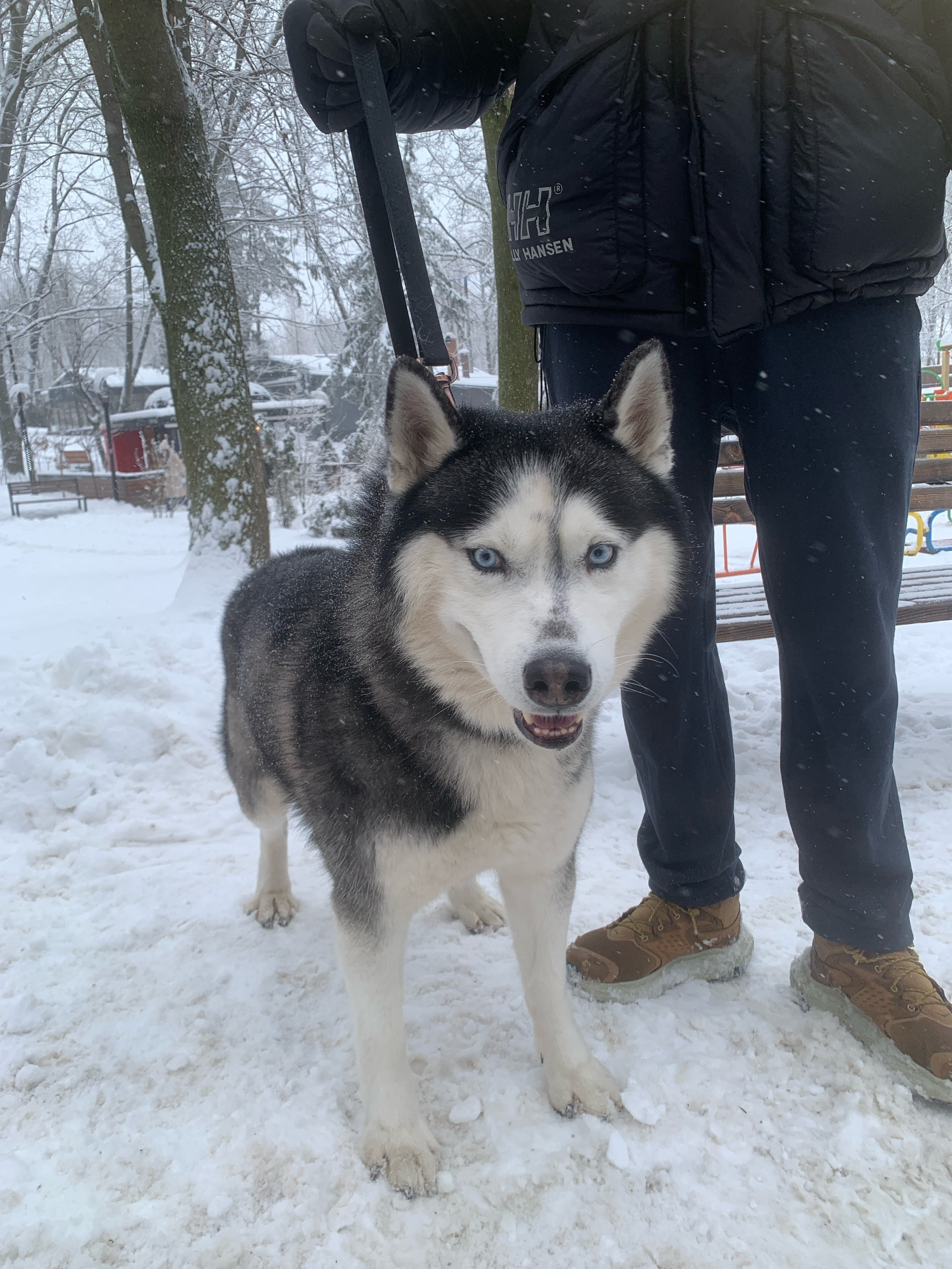 Знайдено ласкавого хаскі в Чер...