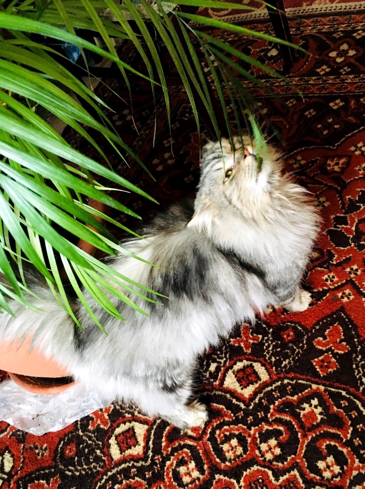 Знайдена мейн-кун на Південном...