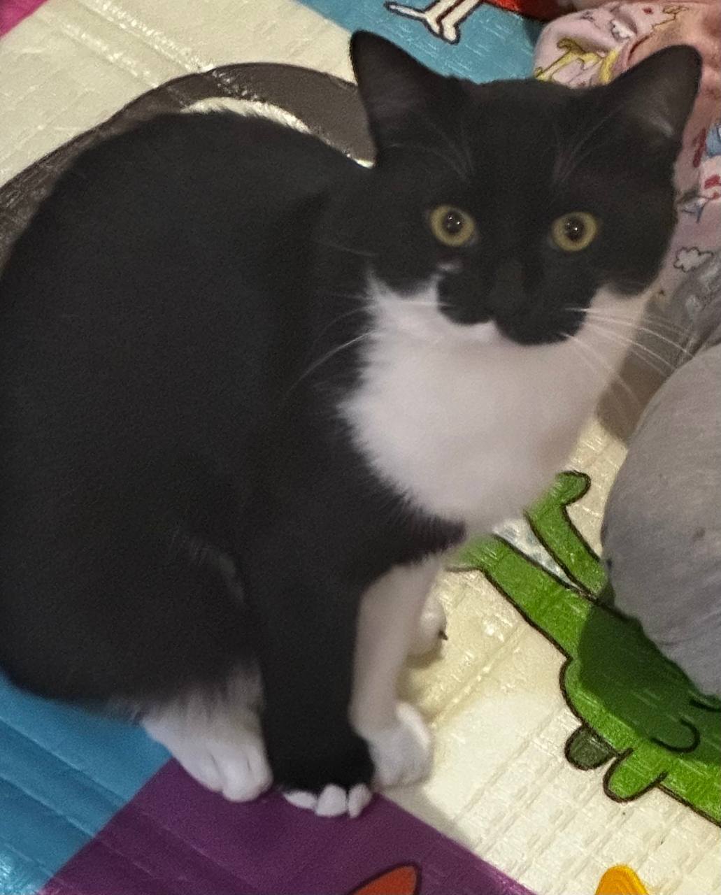 Зникла кішка: Чорно-біла, Хмельницький