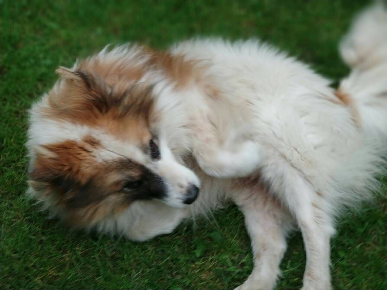 Зникла старенька собака в Івано-Франківську