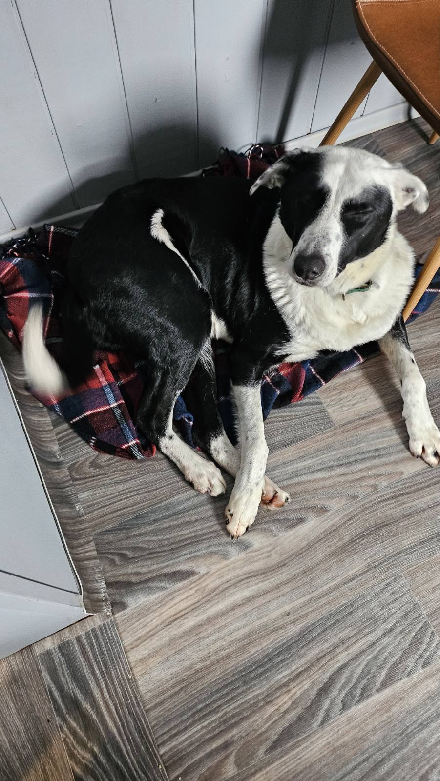 Зникла собака: Ворзель, чорно-біла, 30 кг