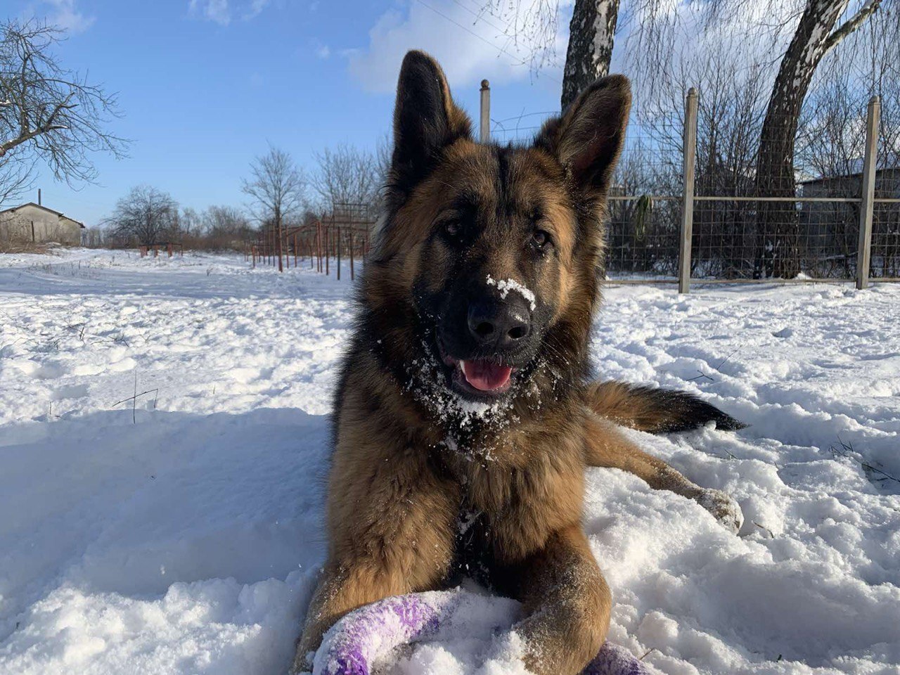 Зникла велика вівчарка Кіра в Ходорові