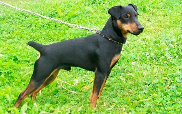 Зникла собака Берд у селі Підгороднє