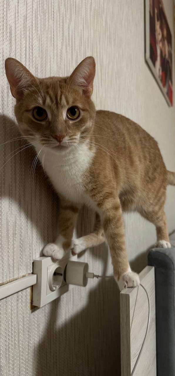 Зник рудий котик з білими лапками в Києві