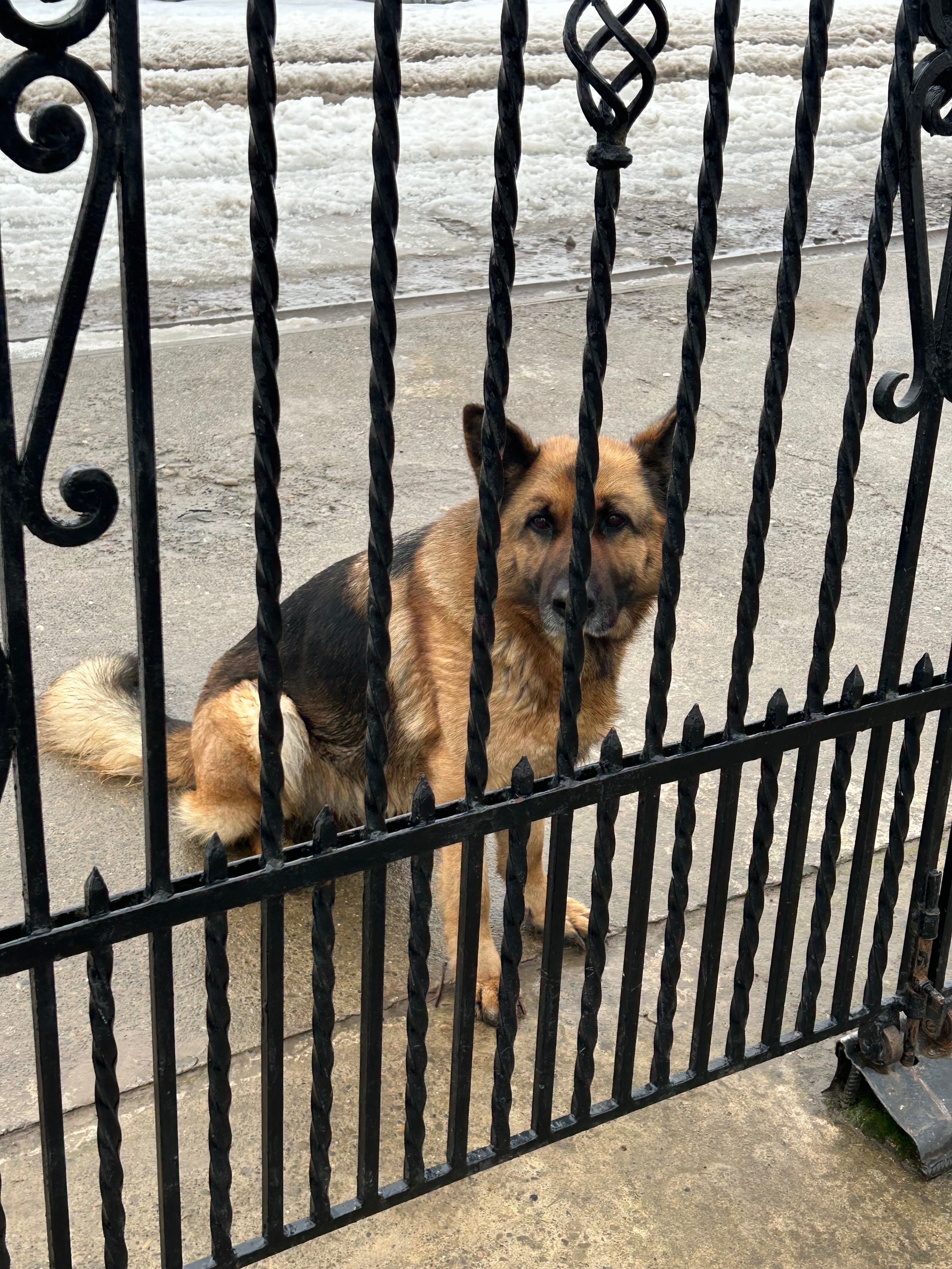 Знайдена мудра собака на Черні...