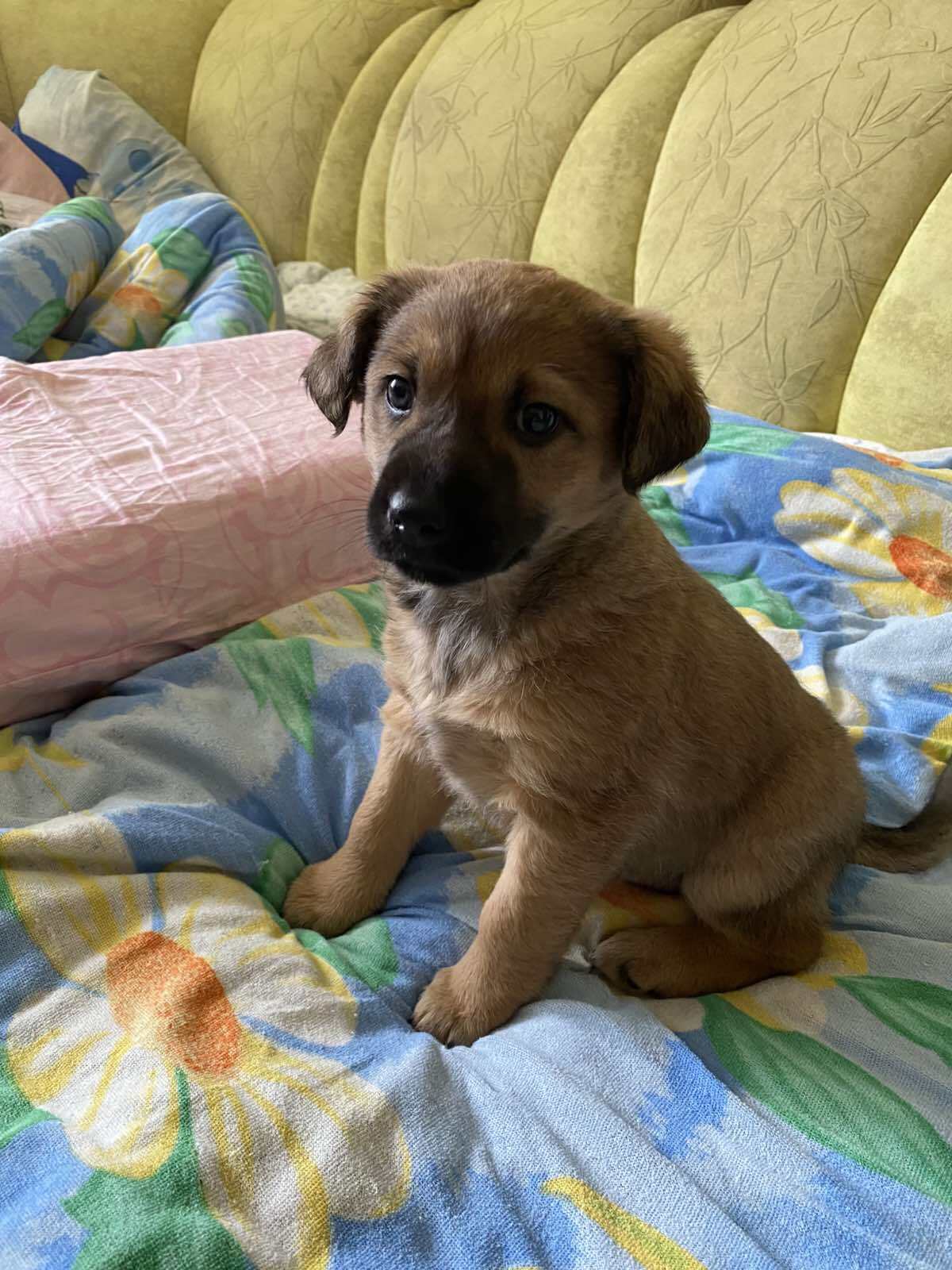 Зникла грайлива цуценя у Тернополі