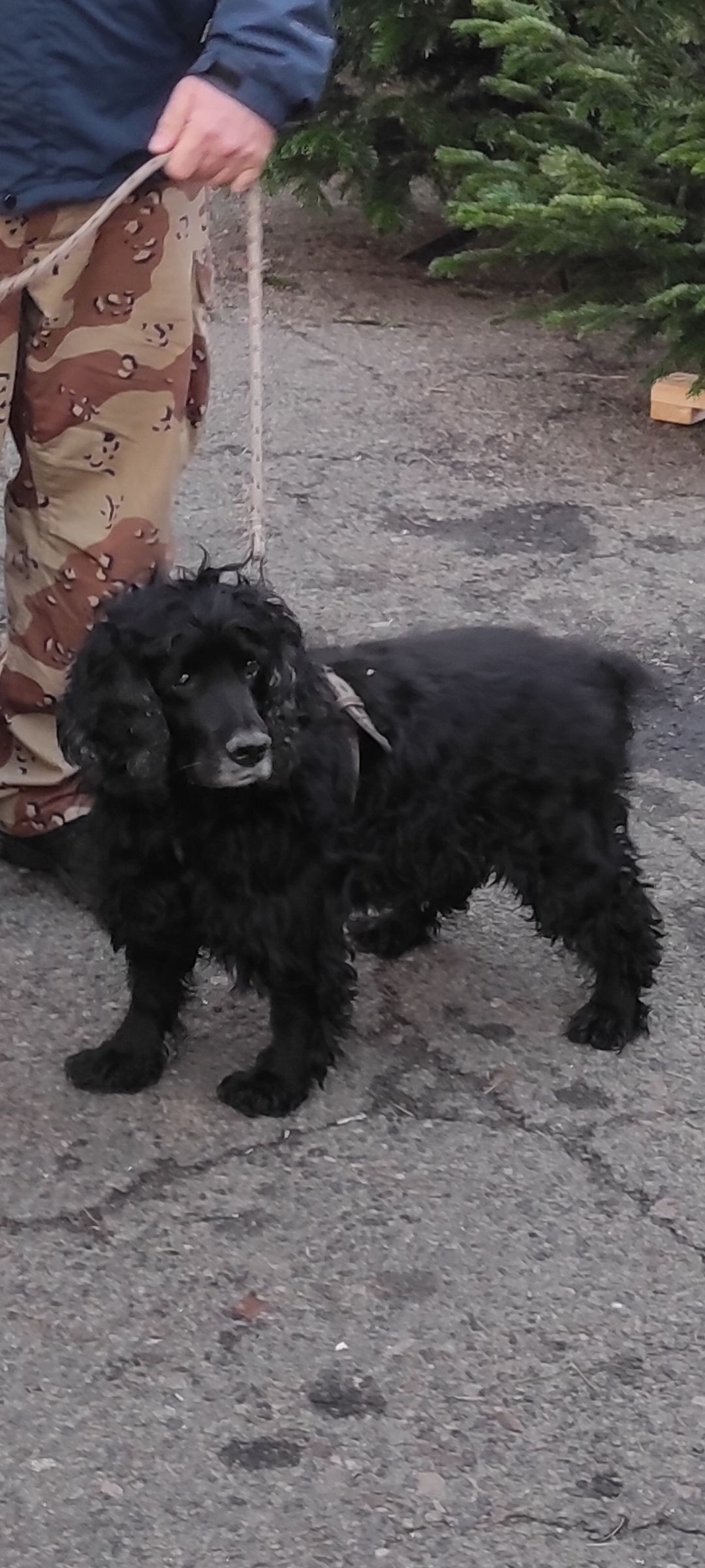 Зникла собака з особливими прикметами в Одесі