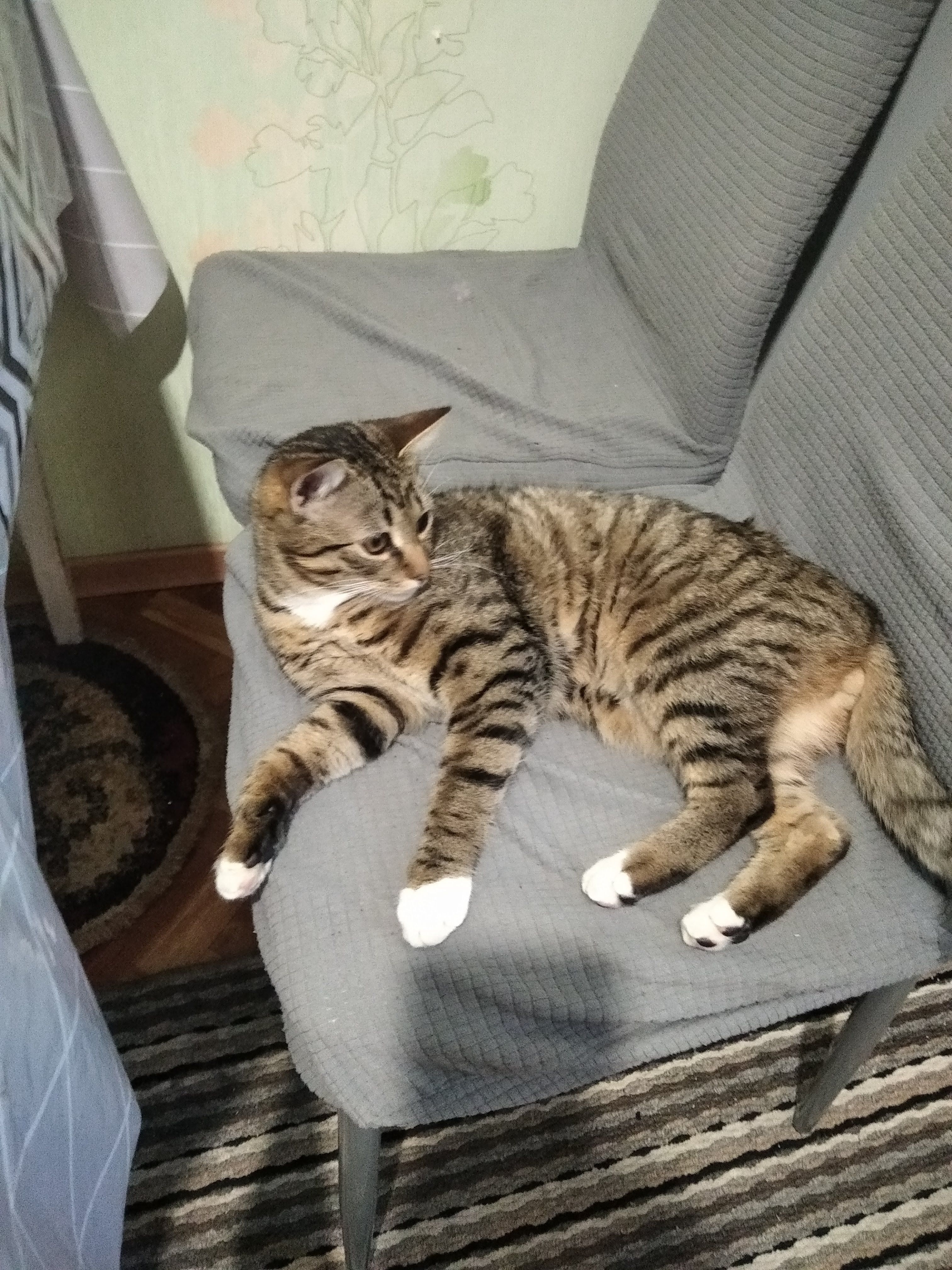 Зникла сіра смугаста кішка в Хмельницькому