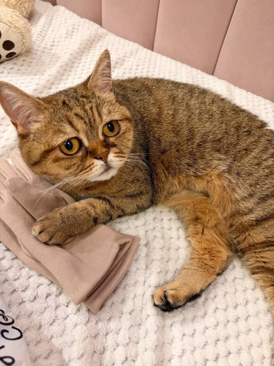 Зникла пухнаста кішка: винагорода 100$