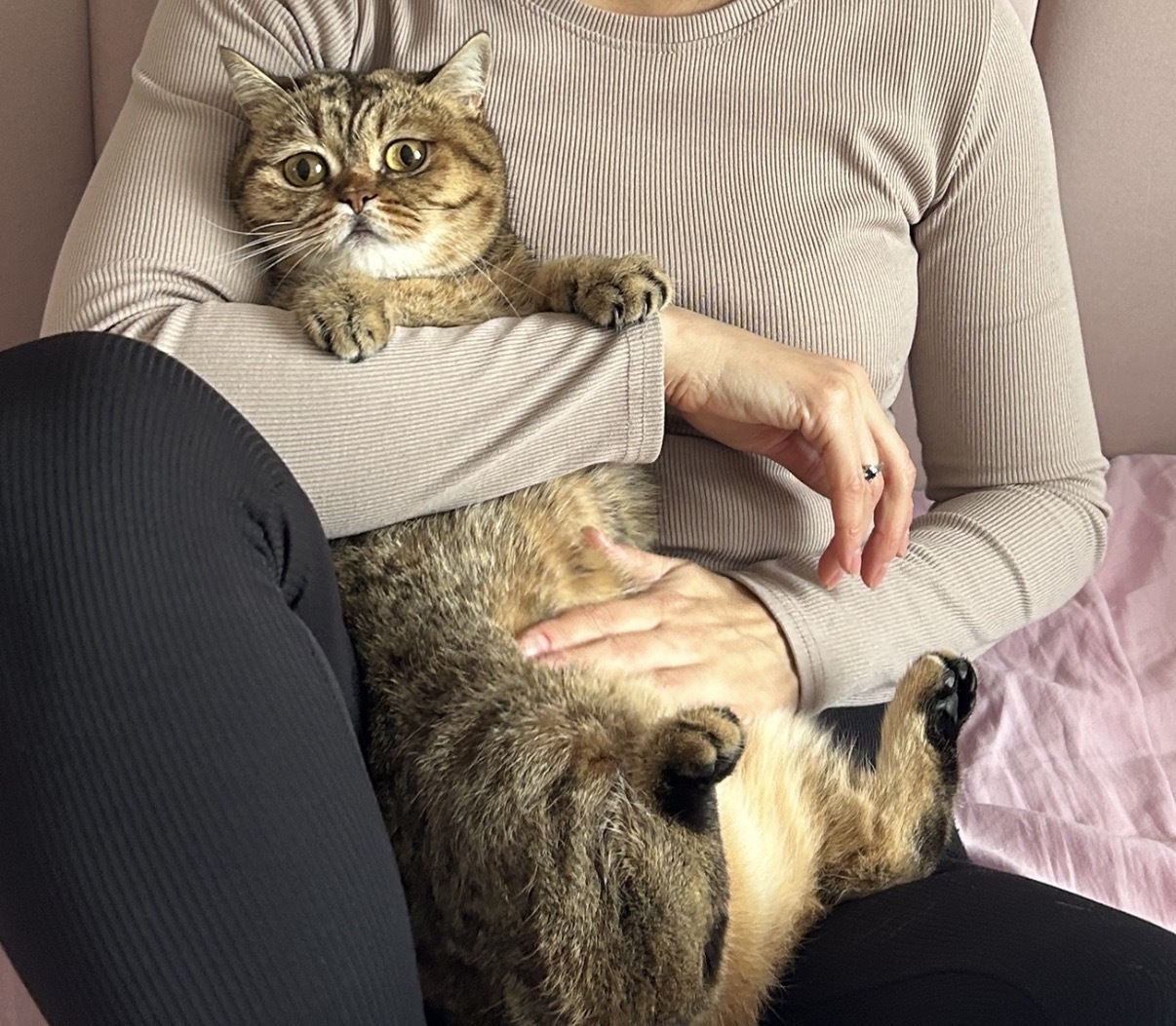 Зникла кішка в Чернівцях: винагорода $100!