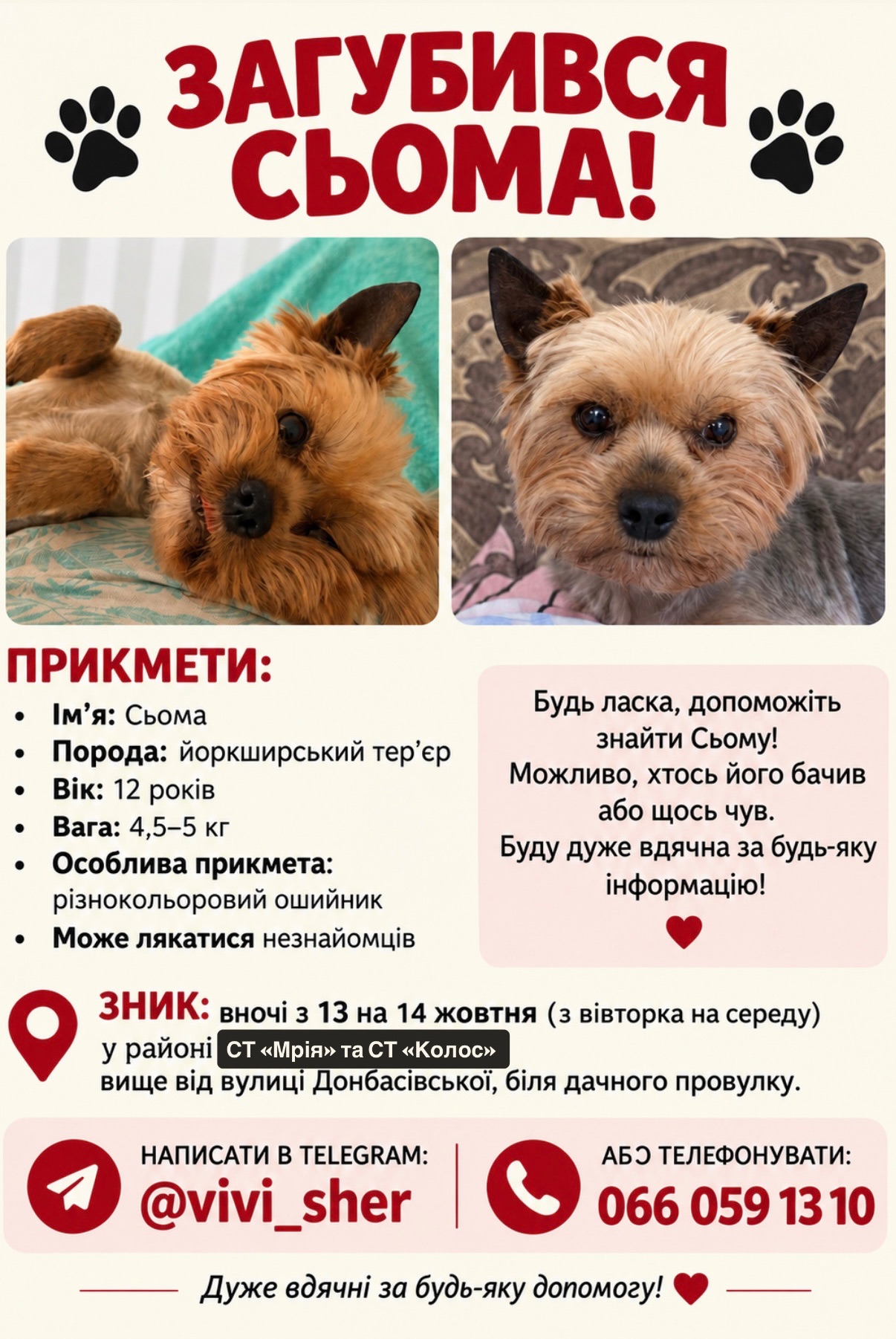 Зникла собака, Васильків, Київська область, Васильків — різнокольоровий ошийник і жировики на тулубі - photo